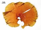 Aspetto di un tallo giovane completamente contornato dalla frangia di peli pigmentati